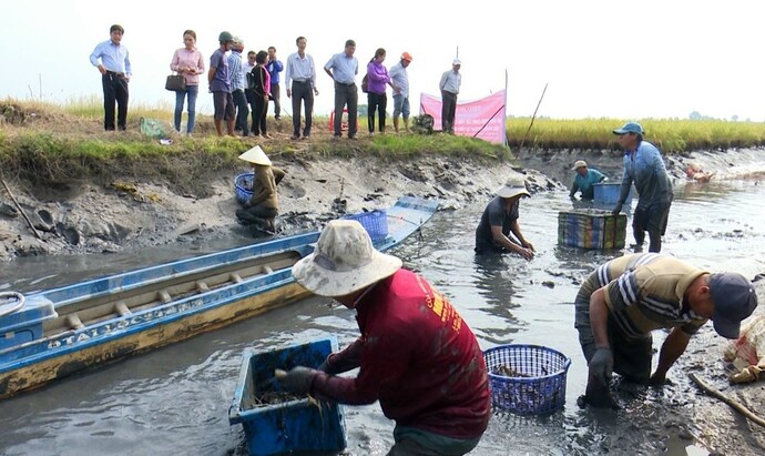 Nông dân huyện Thới Bình luân canh Lúa _ Tôm.