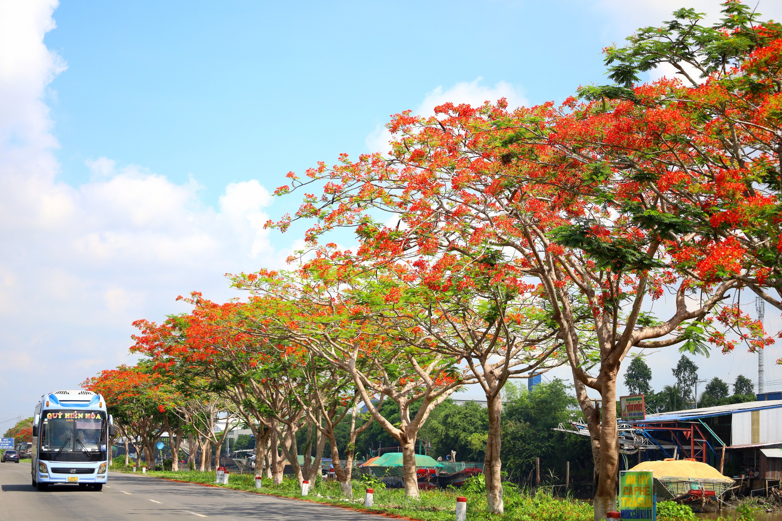 Cây phượng chỉ ra hoa vào mùa hè, độ chừng tháng 5. Bốn cánh hoa xung quanh và một cánh ở giữa rực đỏ đầy kiêu hãnh.