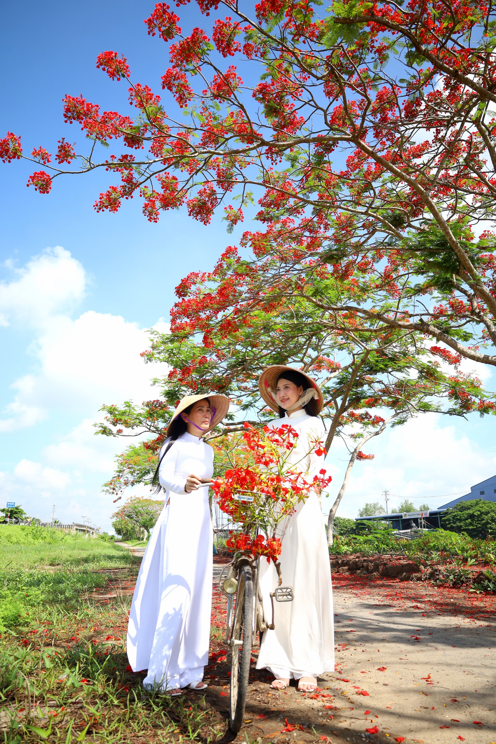 Hoa phượng là biểu tượng gắn liền với tuổi học trò. Do vậy, nó gắn liền với nhiều kỷ niệm buồn vui của tuổi học trò và vì thế người ta gắn cho nó tên gọi 'hoa học trò'.