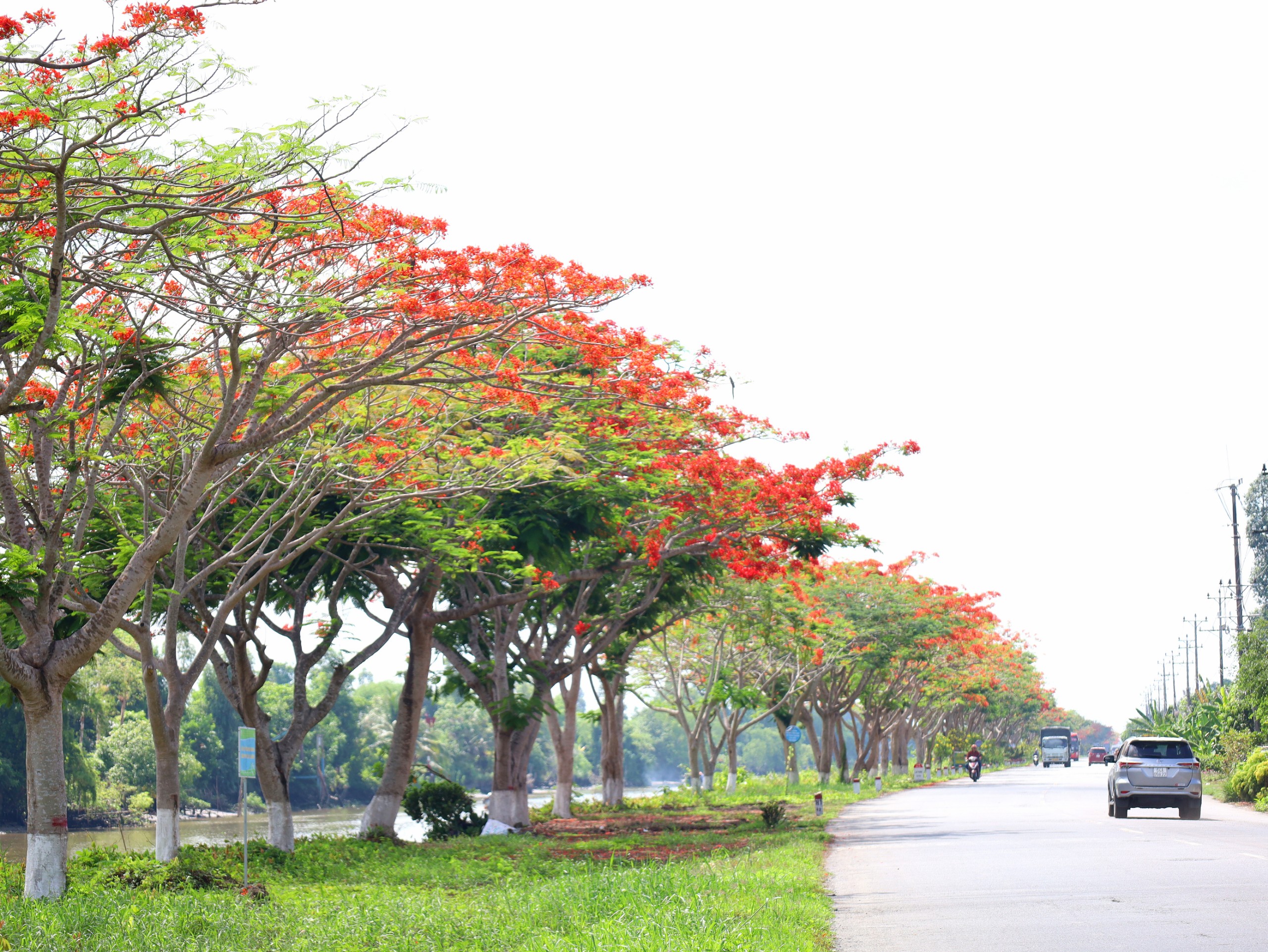 Phượng vĩ còn có tên là xoan tây hay điệp tây được người Pháp đem sang Việt Nam từ thế kỉ 19 và có tên tiếng Pháp là Flamboyant.