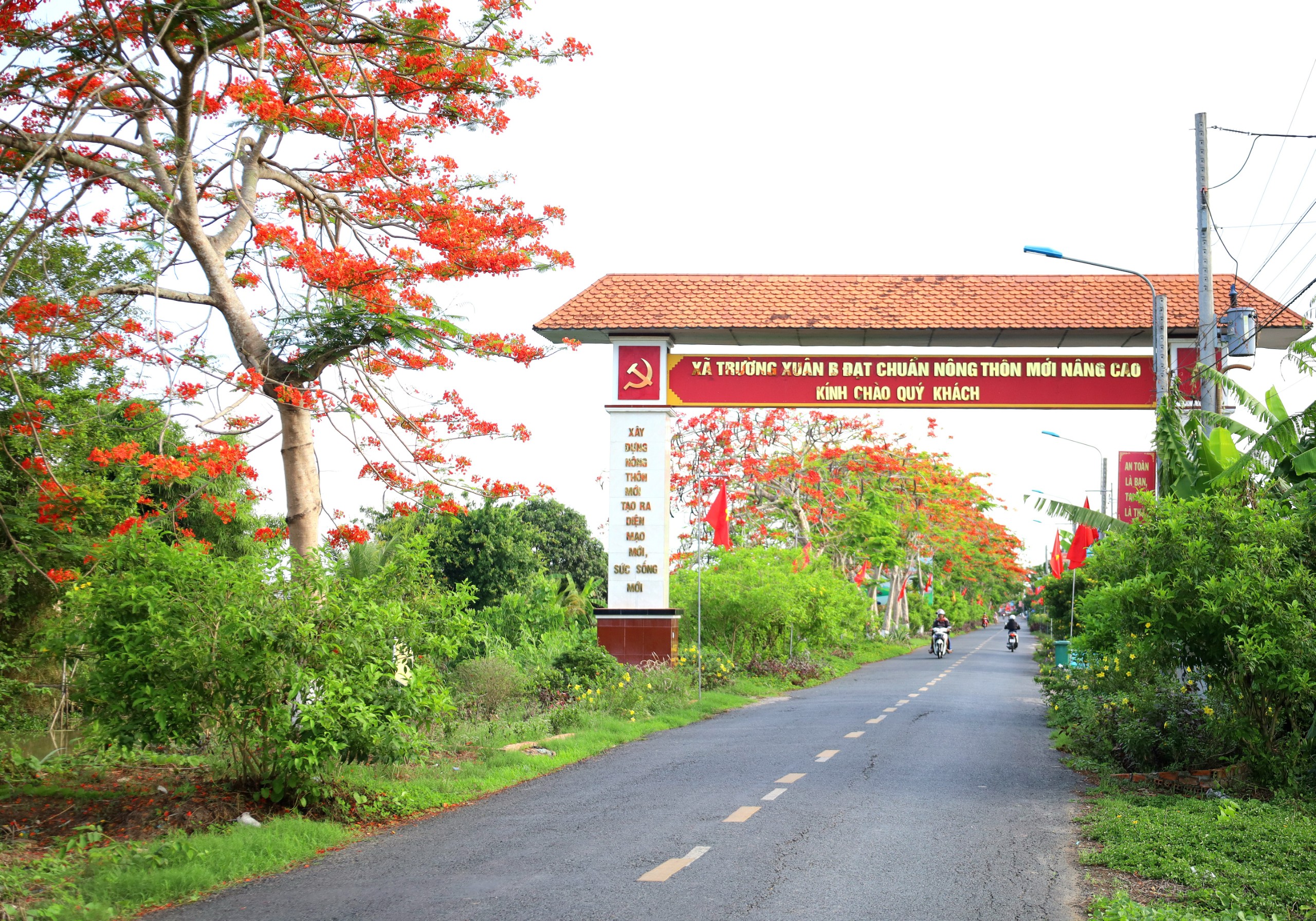 Con đường hoa phượng dài hơn 3 km nối liền qua 2 xã nông thôn mới nâng cao của huyện Thới Lai là Trường Xuân A và Trường Xuân B.