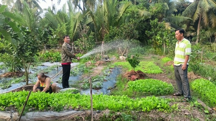 Mô hình rau, màu xen canh của Hội CCB xã Tân Thạnh.