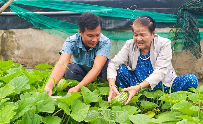 Bà Đinh Thị Hồng tham gia phát triển kinh tế từ trồng rau màu.