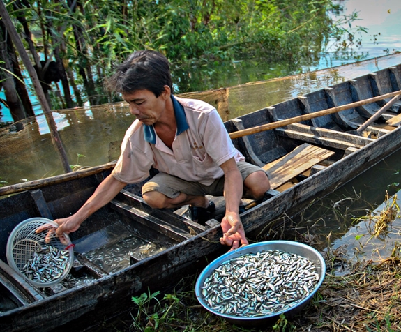 Đánh bắt cá linh mùa nước nổi. (Ảnh: Hồng Hiếu)