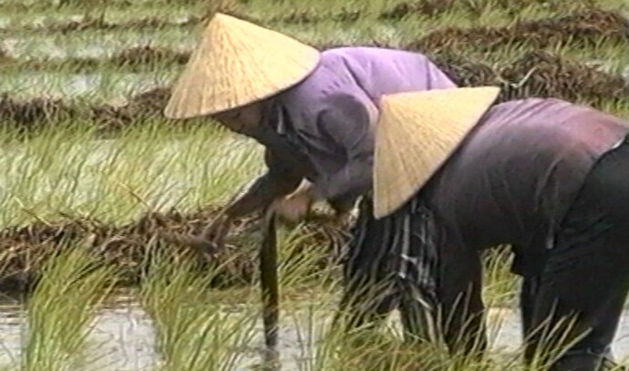 Người phụ nữ tay cầm nọc cấy, cấy lúa trên đồng. (Ảnh tư liệu)