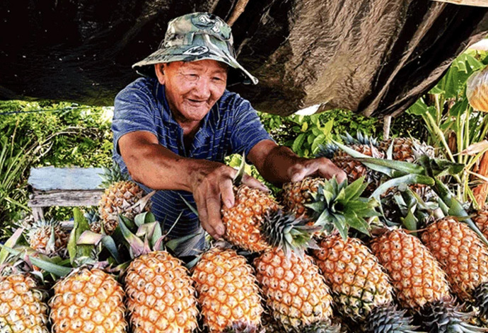 Khóm vào mùa thu hoạch trái.