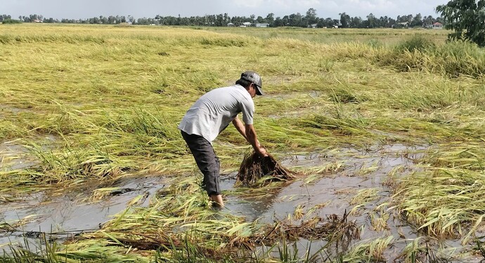 Nông dân Bạc Liêu kiểm tra lúa bị đổ rạp, ngâm nước trên đồng ruộng của mình.