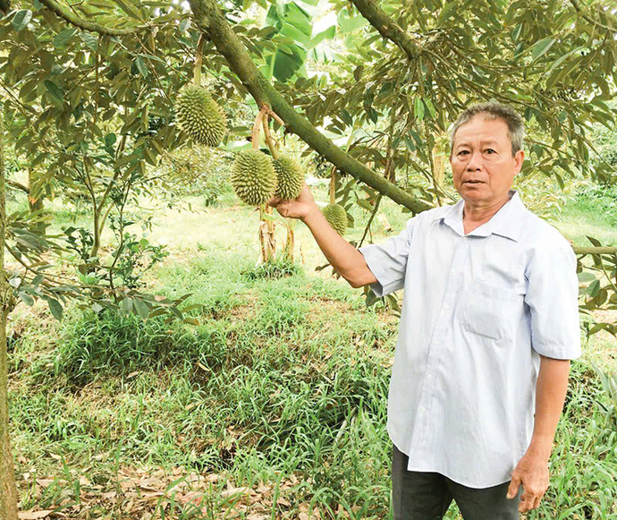 Mô hình trồng sầu riêng chuyên canh giúp ông Thương có thu nhập cao.