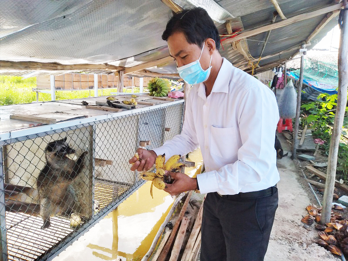 Ông Lê Minh Thành, ở ấp 5, xã Khánh Hoà đang chăm sóc chồn giống trong thời gian mang thai.