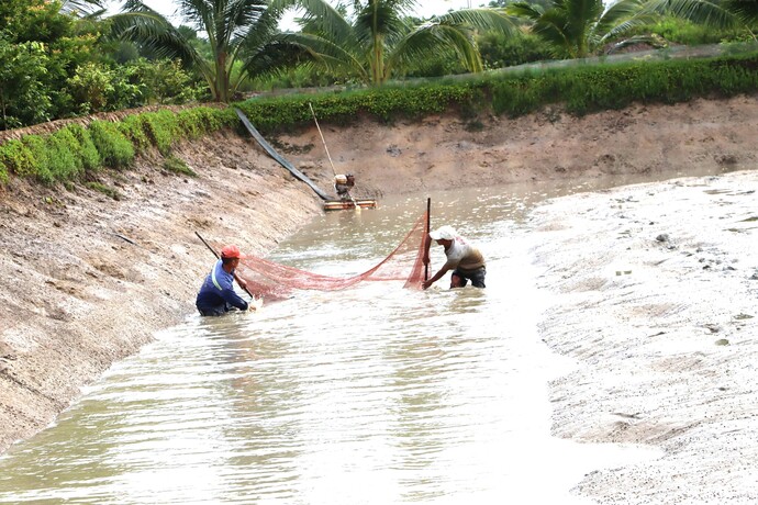 Người thân của ông Ánh dùng lưới kéo cá khi mực nước sắp cạn.