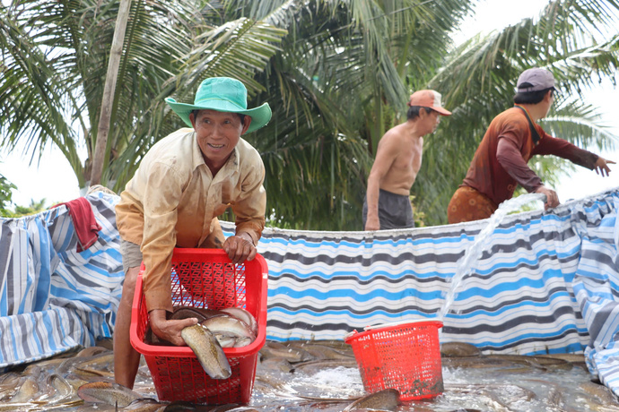 Ông Ánh thu lãi hơn 500 triệu đồng sau 3 giờ tát ao thu hoạch cá chình.