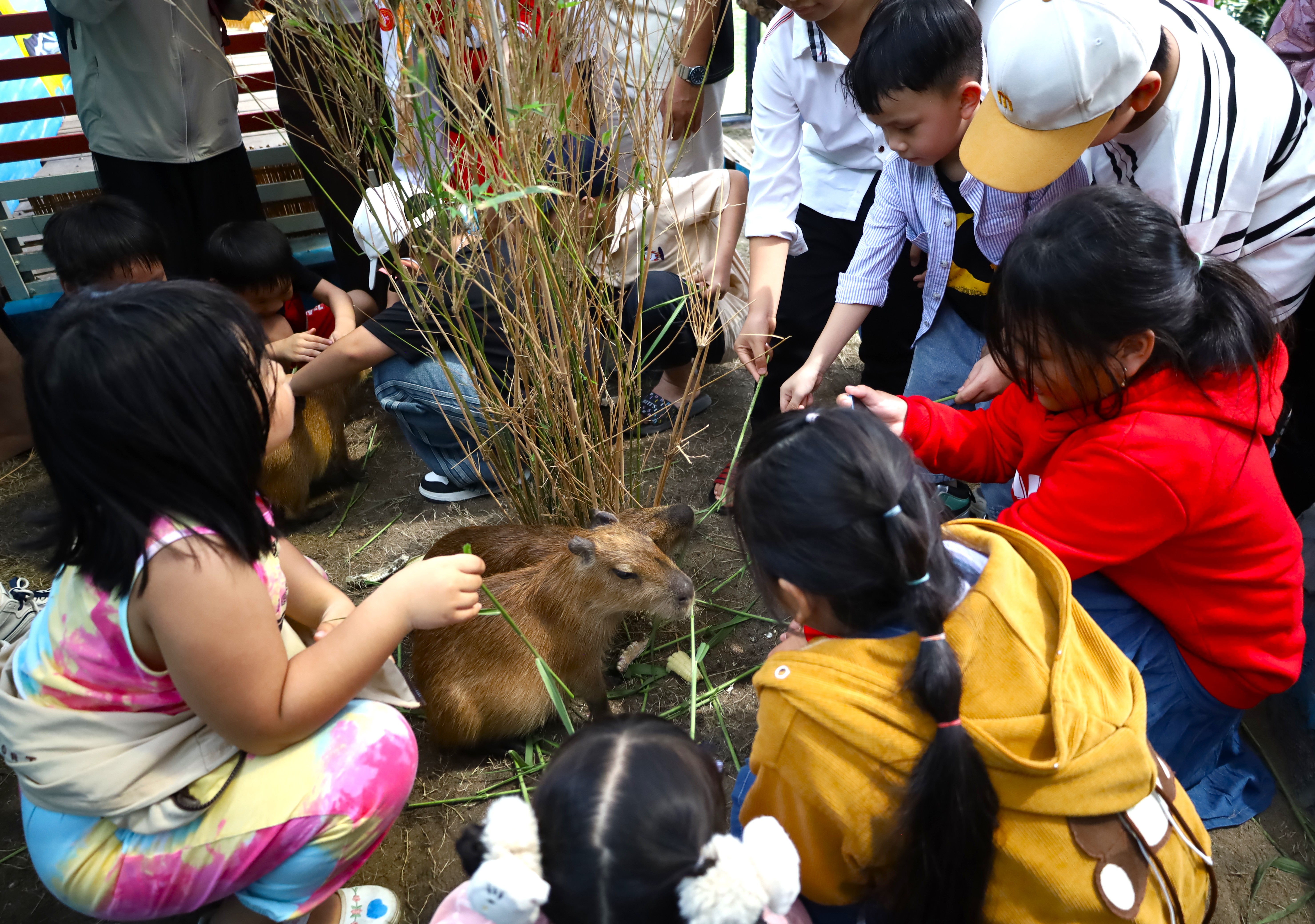 Đặc biệt tại Vườn thú Eco Safari có Chuột lang nước - Capybara đang được các em nhỏ yêu thích.