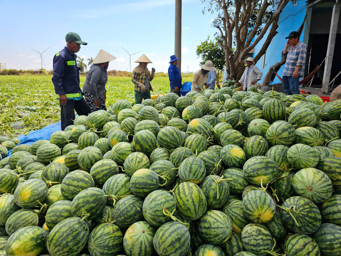 Dưa hấu đang thu hoạch, giá cả ổn định mang lại niềm vui cho nông dân.