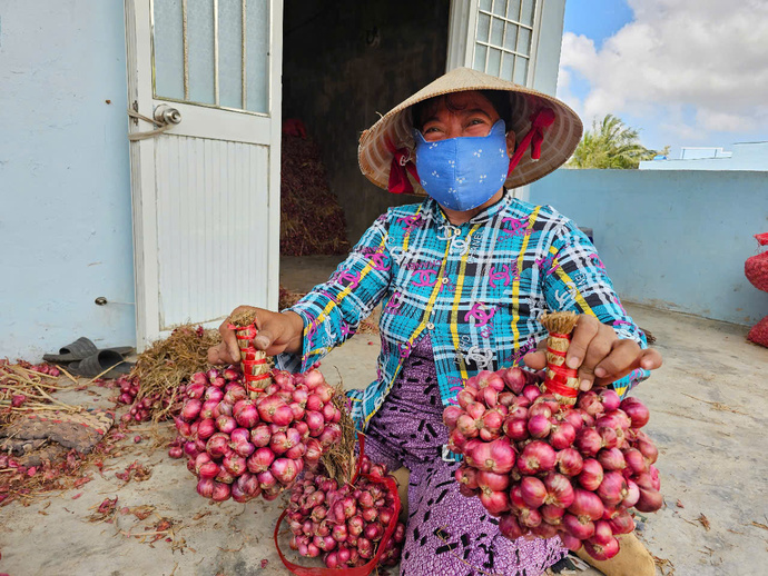 Nông dân trồng hành tím tại Vĩnh Châu đang đối mặt với thiệt hại lớn do giá giảm mạnh và năng suất thấp.