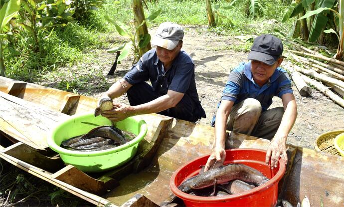 Người dân chọn những con cá lóc to, tươi ngon từ ao và thả lại môi trường tự nhiên những cá nhỏ chưa đủ kích cỡ.
