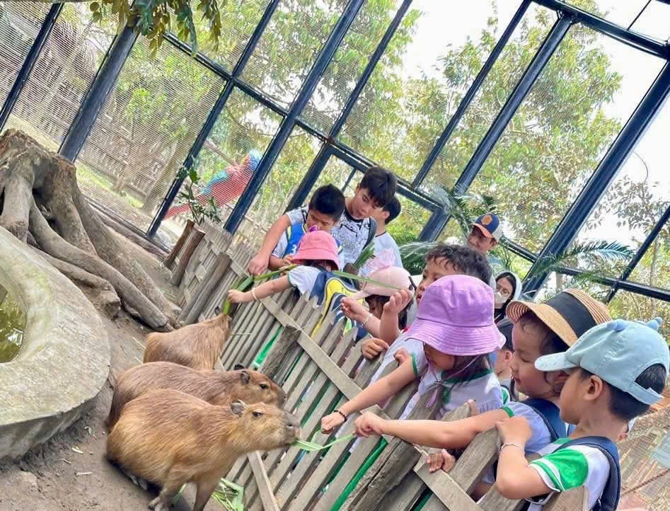 Thích thú chơi cùng Capybara (Chuột lang nước).