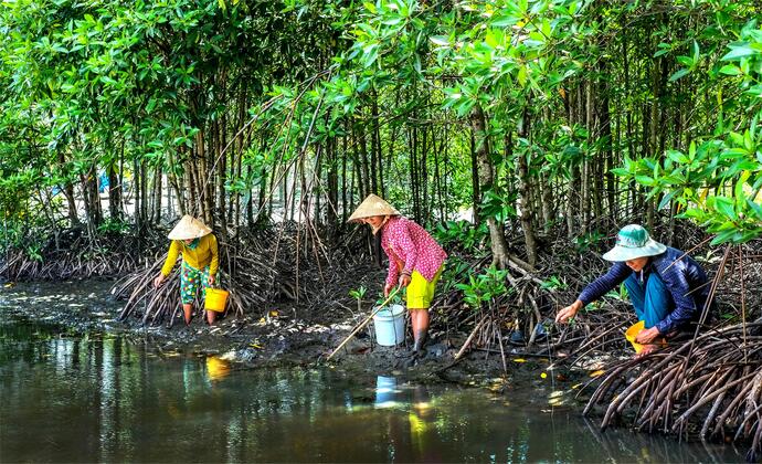 Bãi bồi, dưới chân rễ mấm, đước là môi trường lý tưởng lịch sinh sống.