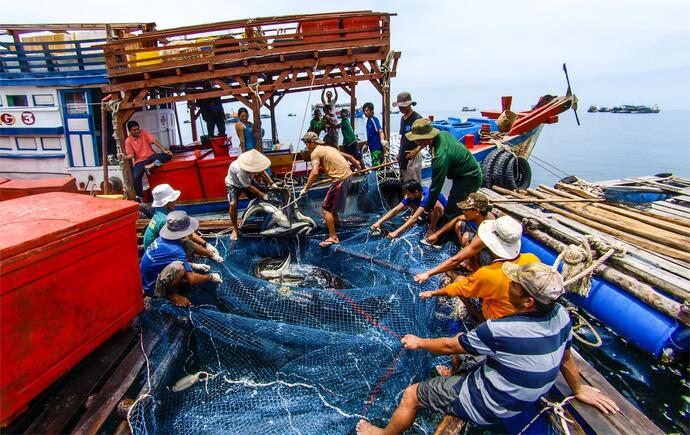Người dân sống trên đảo Hòn Chuối thu hoạch cá bớp.