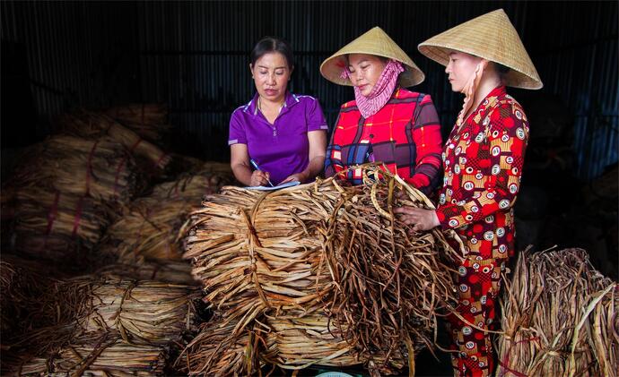 Chị Phương (bên trái) đang thu mua lục bình khô.