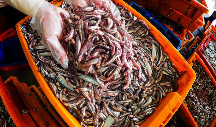 Cá cơm “bặc trắng” được mẹ trùng dương ban tặng cho người dân xứ biển.