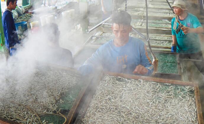 Cá cơm tươi hấp 2 phút cho ra lò và chuyển lên sàn phơi.