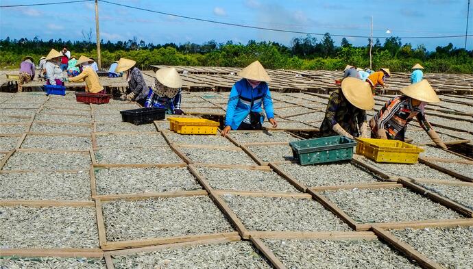 Cá Cơm sau khi hấp chín được phơi trực tiếp dưới ánh nắng mặt trời để đảm bảo an toàn vệ sinh thực phẩm, giữ màu sắc và độ thơm ngon tự nhiên.