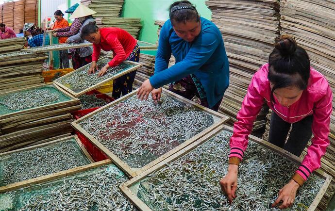 Từng con khô cá cơm phải được lựa bỏ tạp chất ra khỏi sản phẩm để đảm bảo mùi vị thơm ngon và bảo quản được lâu dài.