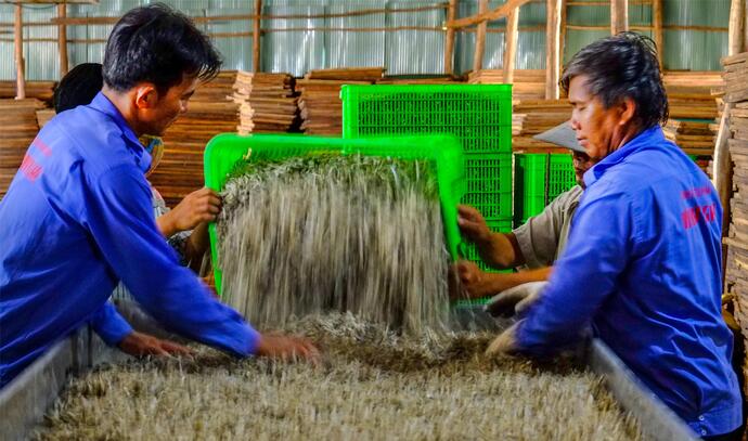 Cá cơm qua khâu sàng, sấy lần cuối, trước khi đóng bao bì đưa đi tiêu thụ.