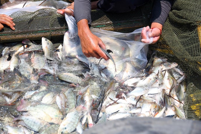 Hồ Dầu Tiếng có nguồn thủy sản phong phú. Ảnh: Châu Tâm