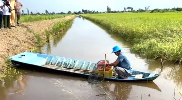 Đề án với tổng diện tích 69.304,4 ha; trong đó, diện tích lúa 2 - 3 vụ đạt 44.188,5 ha, lúa tôm chiếm 25.115,9 ha.