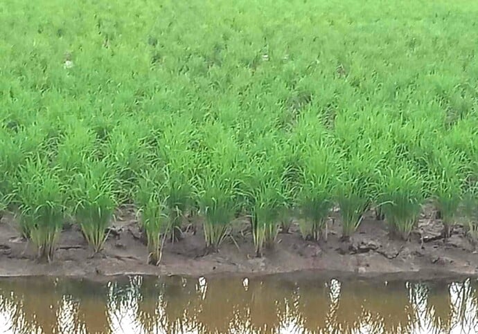 Tiếp tục triển khai Đề án Phát triển bền vững một triệu héc-ta chuyên canh lúa chất lượng cao và phát thải thấp, gắn liền với tăng trưởng xanh tại Cà Mau.