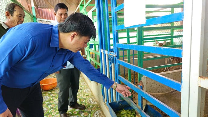 Ông Ký Minh Thi, Chủ tịch UBND xã Mỹ Hương tham quan khảo sát mô hình nuôi hươu sao ở xã