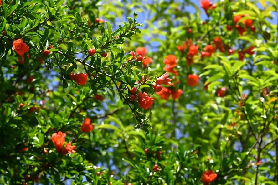 Gallery - Có câu ngạn ngữ cổ: Sân nhà không có cây thì không tài lộc, không thịnh vượng! Hãy trồng 5 loại cây này, con cháu bạn sẽ được hưởng lợi vô cùng! - image 2