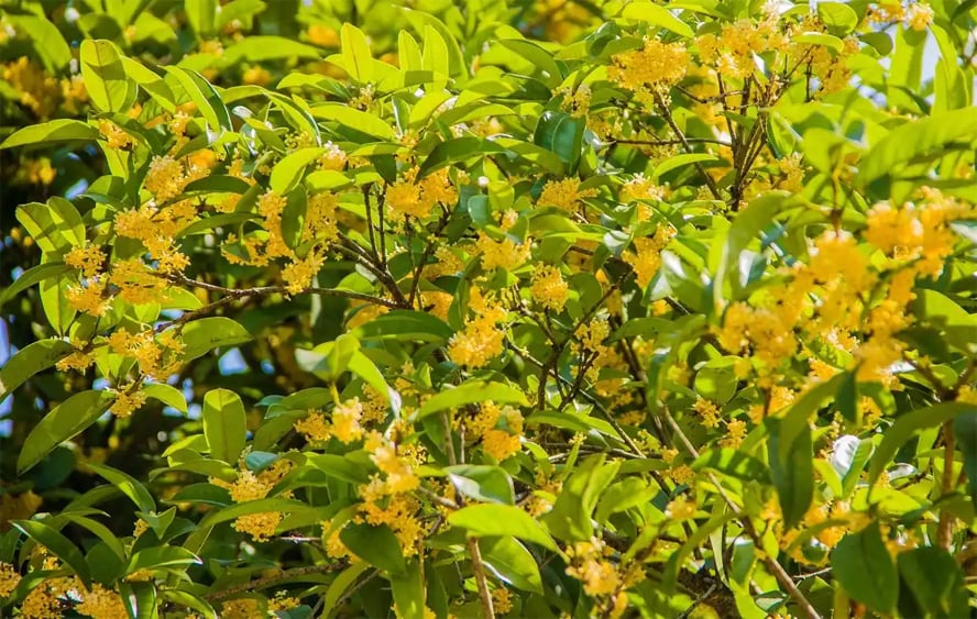 Gallery - Có câu ngạn ngữ cổ: Sân nhà không có cây thì không tài lộc, không thịnh vượng! Hãy trồng 5 loại cây này, con cháu bạn sẽ được hưởng lợi vô cùng! - image 3