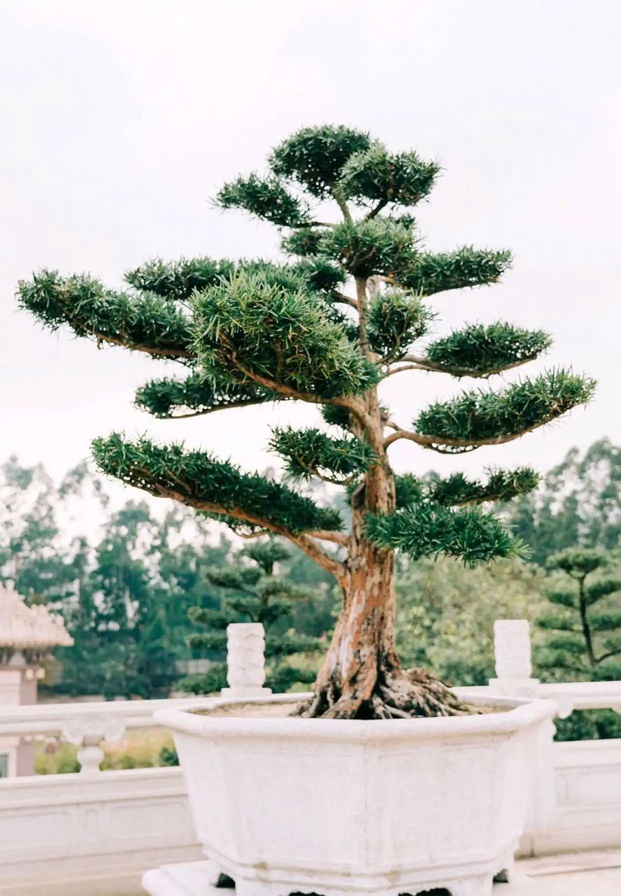 Gallery - Có câu ngạn ngữ cổ: Sân nhà không có cây thì không tài lộc, không thịnh vượng! Hãy trồng 5 loại cây này, con cháu bạn sẽ được hưởng lợi vô cùng! - image 4