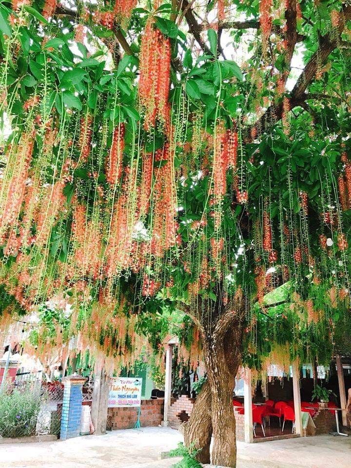 Gallery - Có nên trồng cây lộc vừng trước cửa nhà? Những rắc rối khi đặt lộc vừng sai vị trí - image 2