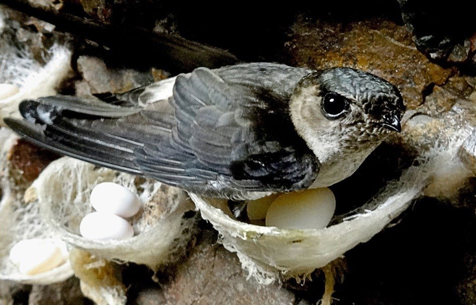 Gallery - Có những loài động vật tạo ra 'chất thải' quý hơn vàng: Số 1 khiến nhiều người bất ngờ - image 3