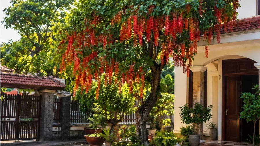 Gallery - Có nên trồng cây lộc vừng trước cửa nhà? Những rắc rối khi đặt lộc vừng sai vị trí - image 3