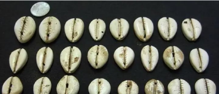Gallery - Thời xưa, vỏ sò dùng làm tiền, vậy tại sao người nghèo không ra bờ biển nhặt về để trở nên giàu có?