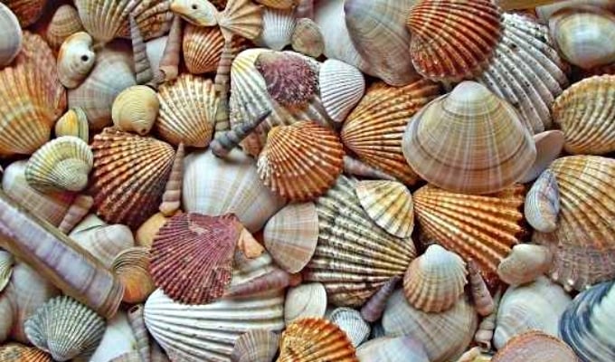 Gallery - Thời xưa, vỏ sò dùng làm tiền, vậy tại sao người nghèo không ra bờ biển nhặt về để trở nên giàu có? - image 5
