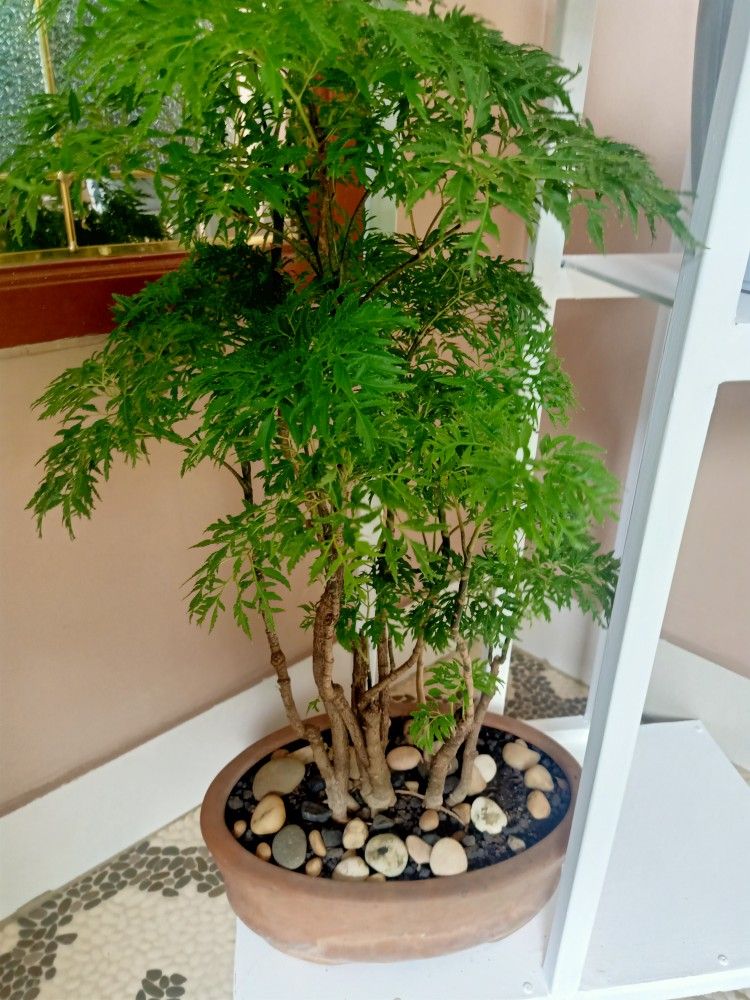 Gallery - Trồng cây đinh lăng chỗ nào trong nhà mới hút tài lộc? - image 1