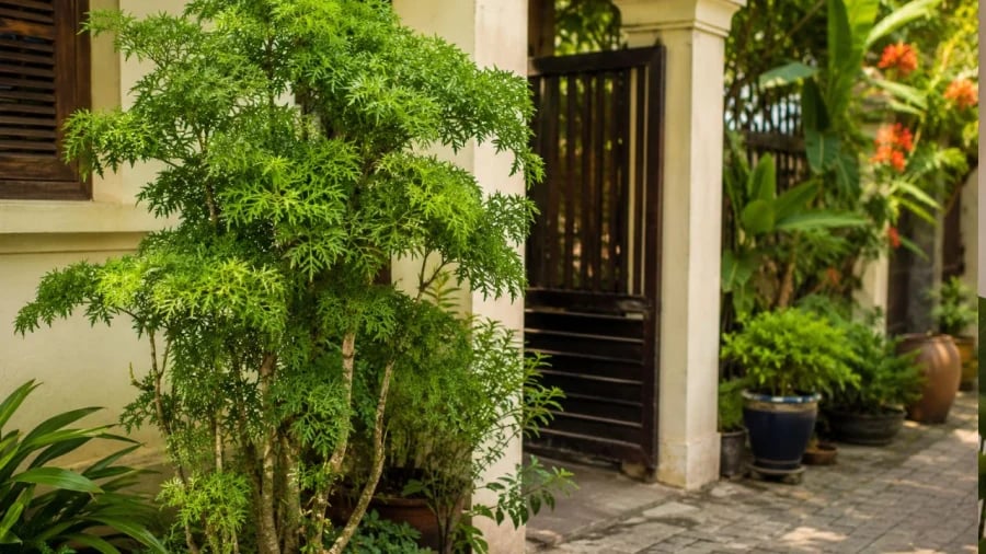 Gallery - Trồng cây đinh lăng chỗ nào trong nhà mới hút tài lộc? - image 3