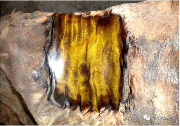 Loại 'gỗ hoàng đế' giá lên đến 9.000 tỷ đồng nhưng không ai dám đốn hạ, lấy cắp: Từng có nguy cơ tuyệt chủng 2