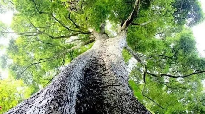 Loại 'gỗ hoàng đế' giá lên đến 9.000 tỷ đồng nhưng không ai dám đốn hạ, lấy cắp: Từng có nguy cơ tuyệt chủng 0