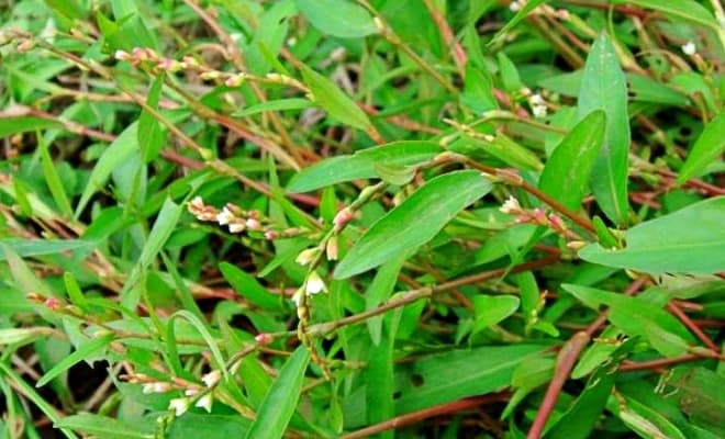 7-rau-nghe-ram-1.jpg 0