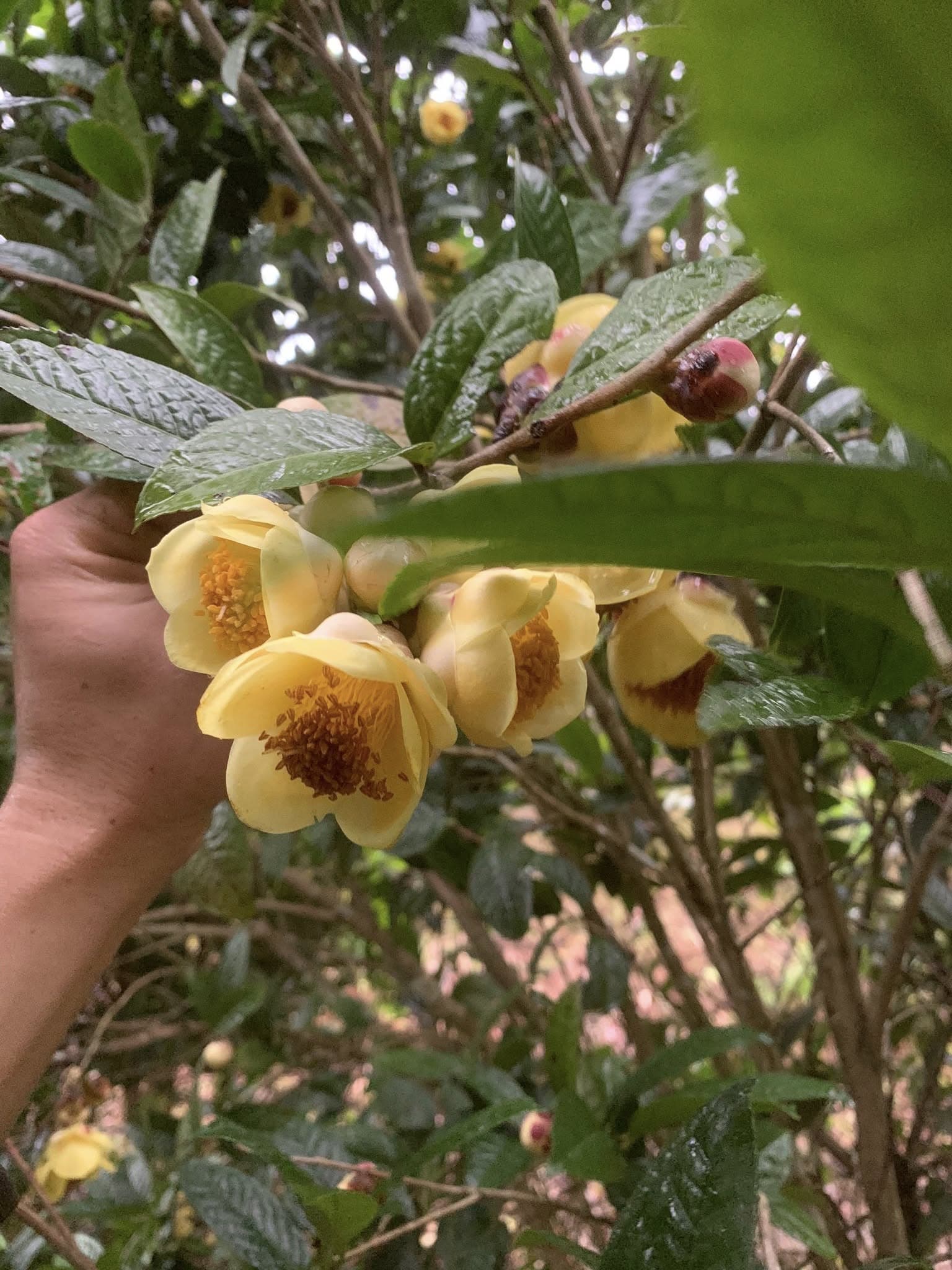 Gallery - Loại cây tại Việt Nam được thương lái Trung Quốc lùng mua từ gốc tới rễ, giá lên tới 18 triệu đồng/kg cũng không có mà bán - image 1