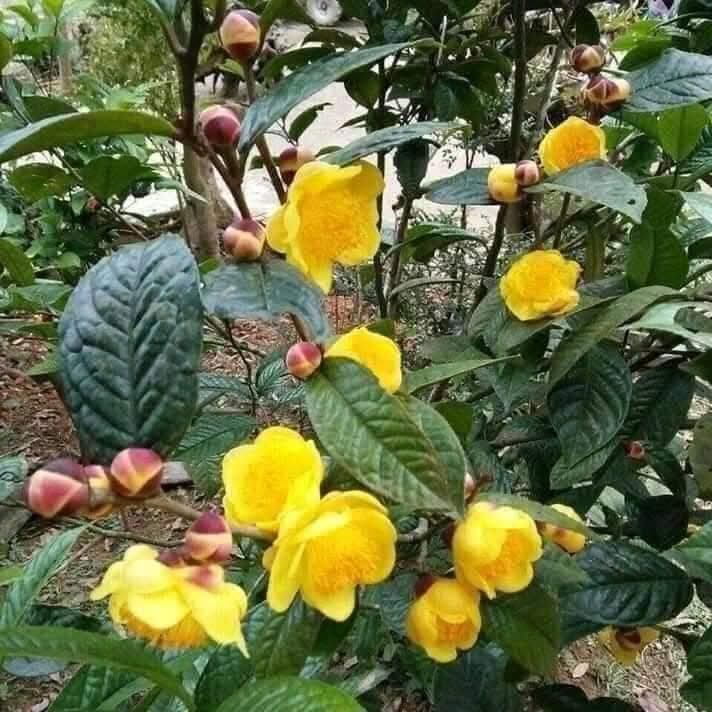 Gallery - Loại cây tại Việt Nam được thương lái Trung Quốc lùng mua từ gốc tới rễ, giá lên tới 18 triệu đồng/kg cũng không có mà bán - image 4