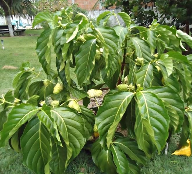 0-qua-nhau-2.jpg 1