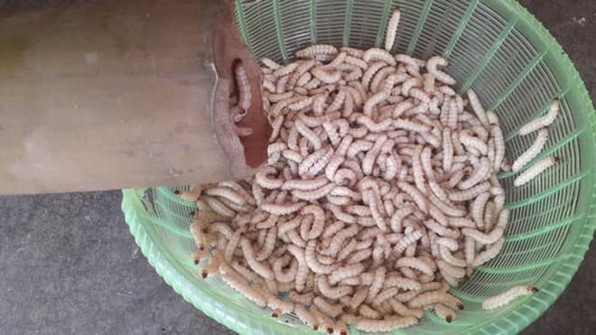 3 món ăn 'ngọ nguậy' của Việt Nam khiến du khách nước ngoài khóc thét, lại là đặc sản mà người Việt mê tít 1