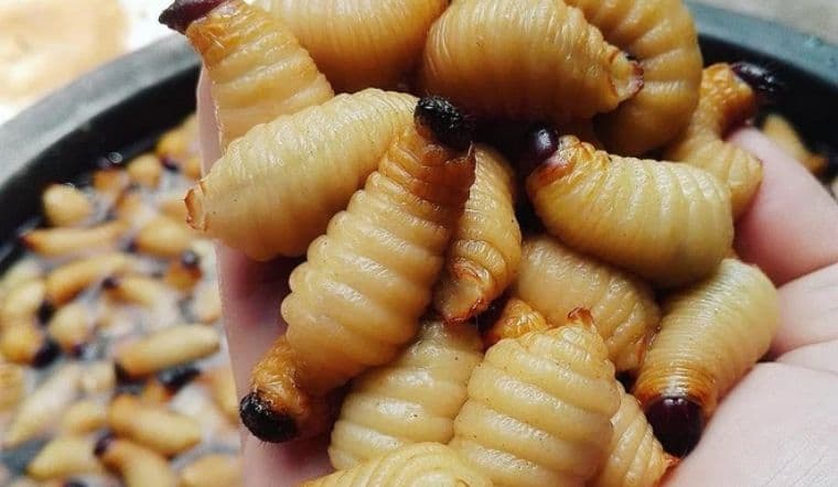 3 món ăn 'ngọ nguậy' của Việt Nam khiến du khách nước ngoài khóc thét, lại là đặc sản mà người Việt mê tít 0